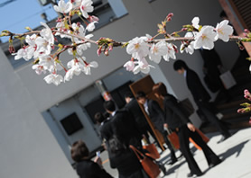 本校敷地内の桜も入学式に合わせて咲きました